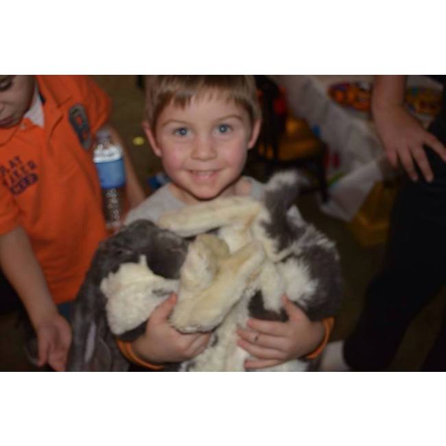 pet show